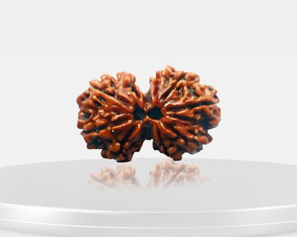Gauri Shankar Rudraksha